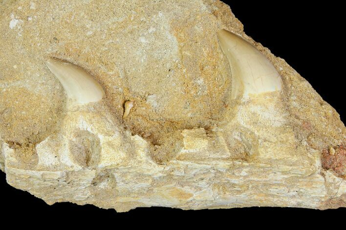 Fossil Mosasaur (Halisaurus) Jaw Section - Morocco #114578